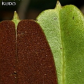 Acrostichum aureum (Golden Leather Fern) in Chinaman Creek ミミモチシダ<br />Canon EOS KDX (400D) + EFS60 F2.8